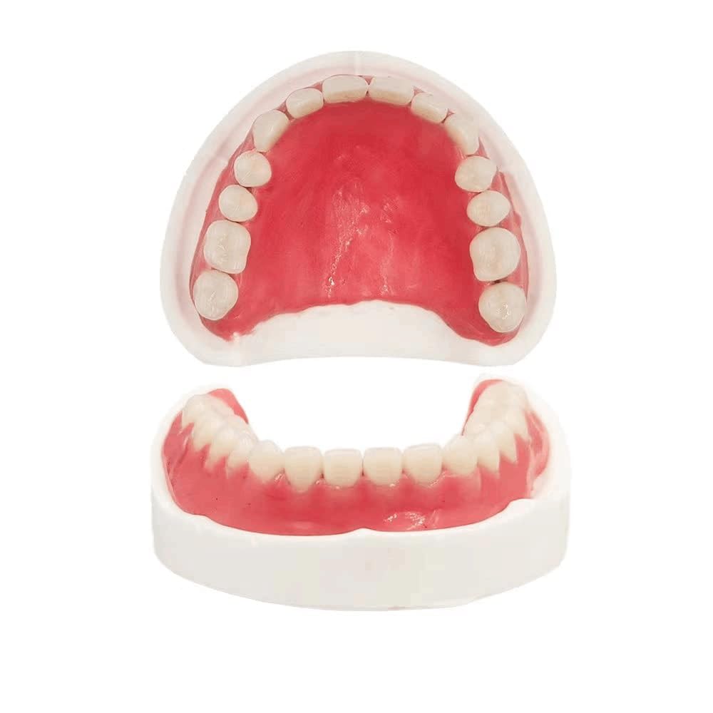 Fake Teeth Denture Top and Bottom Temporary Teeth Y2383