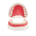 Fake Teeth Denture Top and Bottom Temporary Teeth Y2383