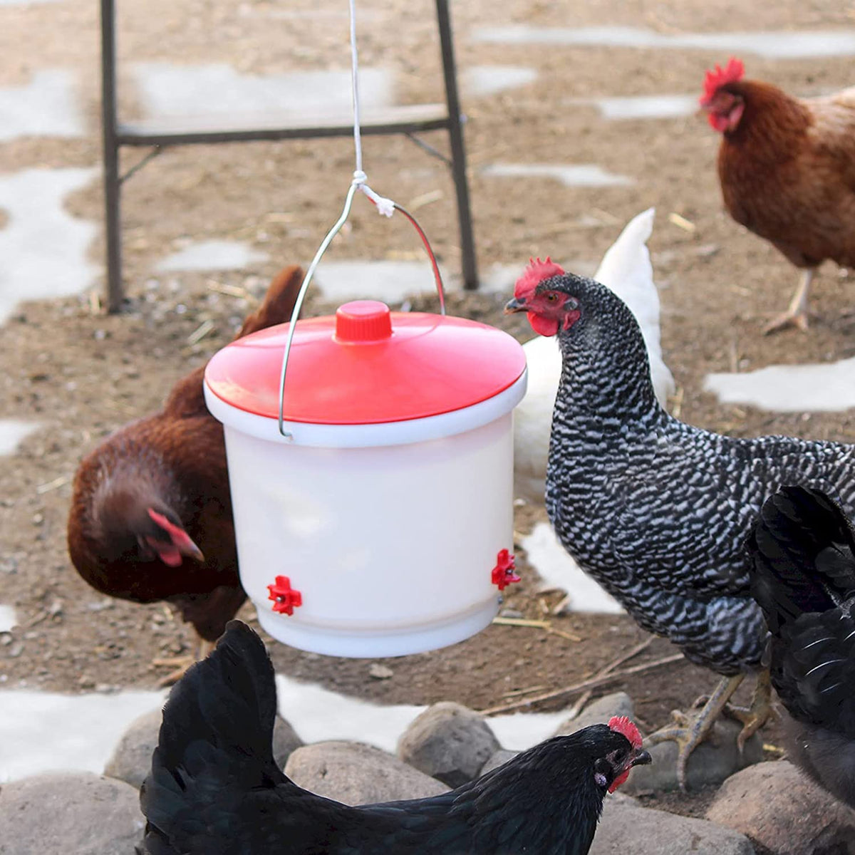 Heated Poultry Waterer Drinker 2-Gal 60W V444939