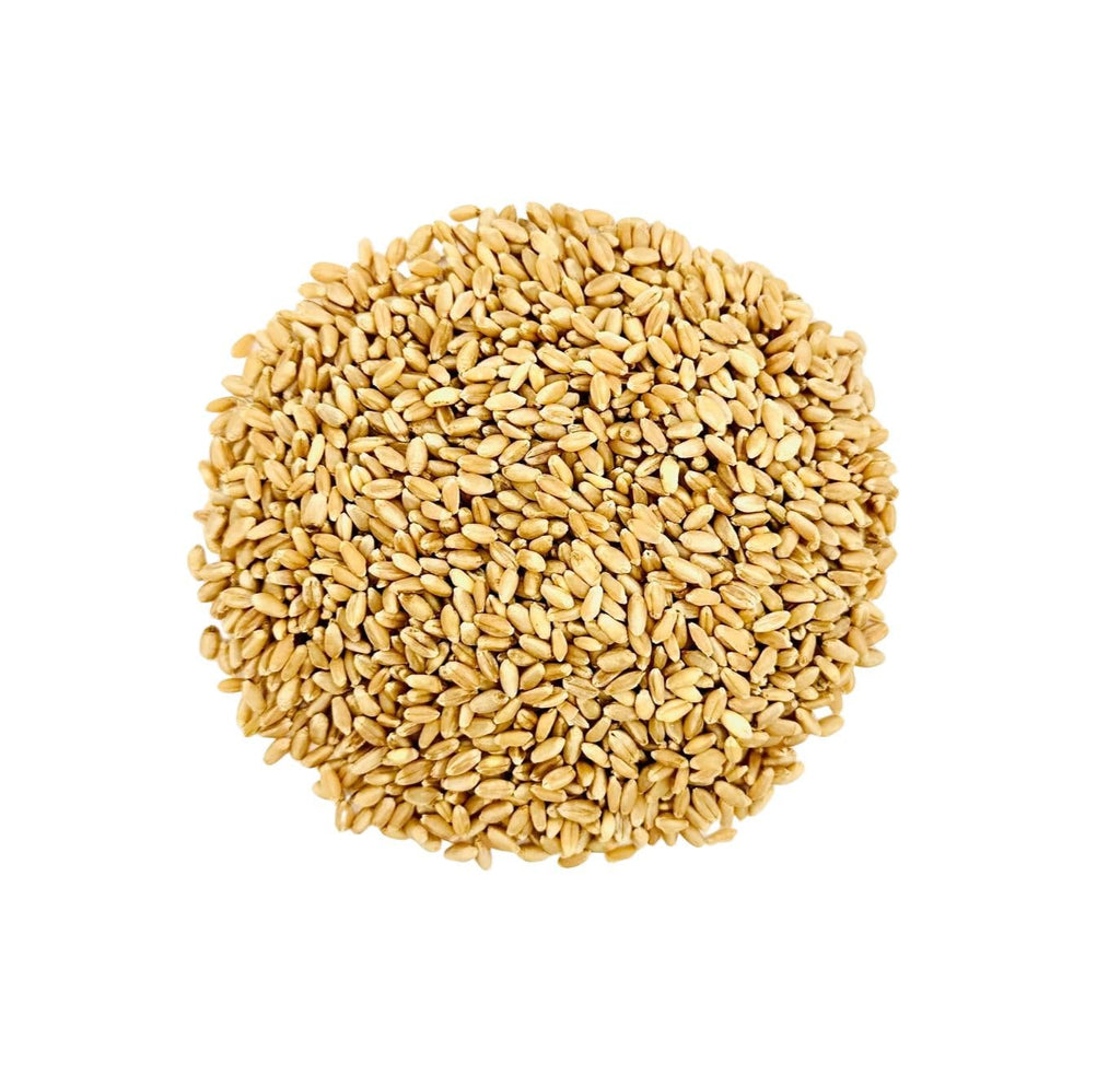 Hard White Wheat Berries 25 lb Bulk Non GMO W5964