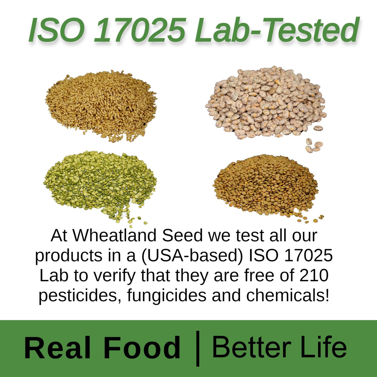 Hard White Wheat Berries 25 lb Bulk Non GMO W5964