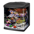 16 Gallon Aquarium Starter Kit I56524