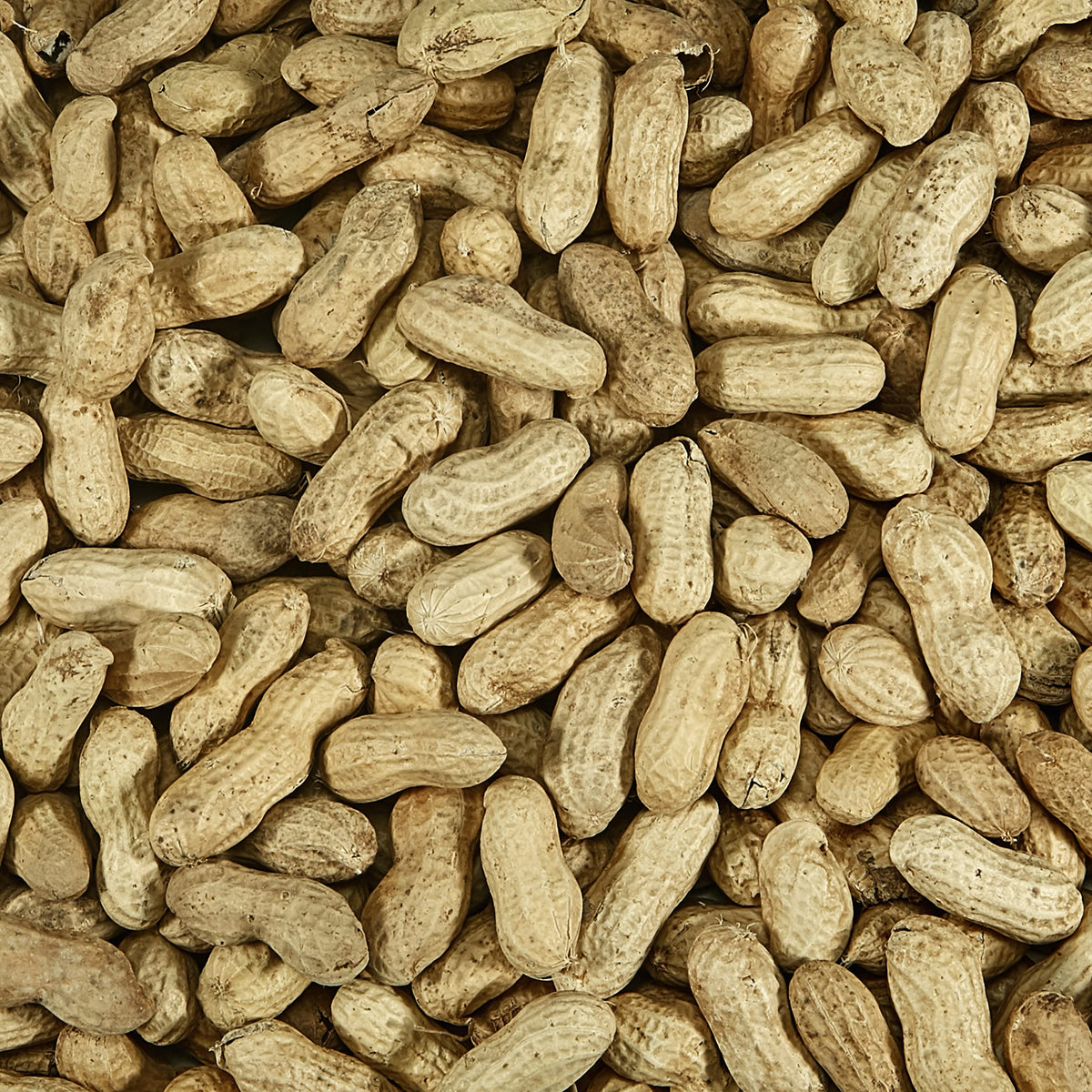 Whole Peanuts in Shell for Wild Birds, Two 5 Pound Bags X946
